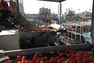 Happy Tomato: applicazione in fabbrica